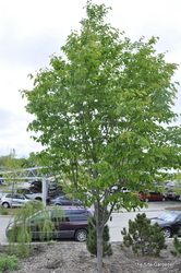 Amelanchier laevis — photo 2